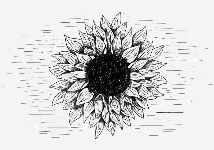 Illustrazione vettoriale di girasole