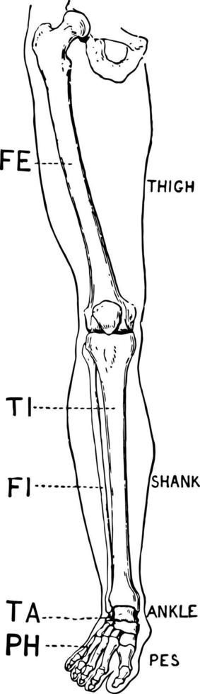 umano gamba davanti Visualizza Vintage ▾ illustrazione vettore