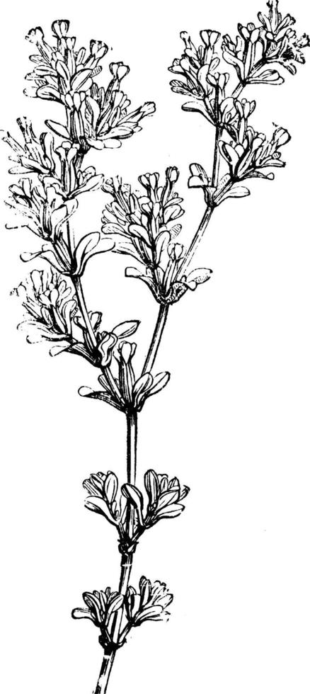 fioritura ramo di franchigia pulverulenta Vintage ▾ illustrazione. vettore