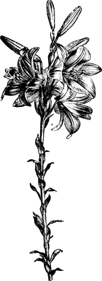 fiore stelo di st. di Giuseppe giglio Vintage ▾ illustrazione. vettore