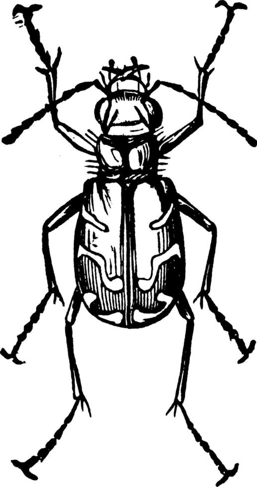 tigre scarafaggio o cicindela hudson, Vintage ▾ illustrazione vettore