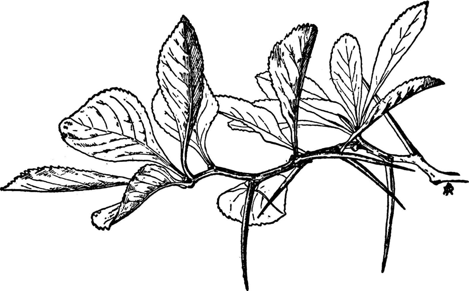 albero spinoso ramoscello Vintage ▾ illustrazione. vettore