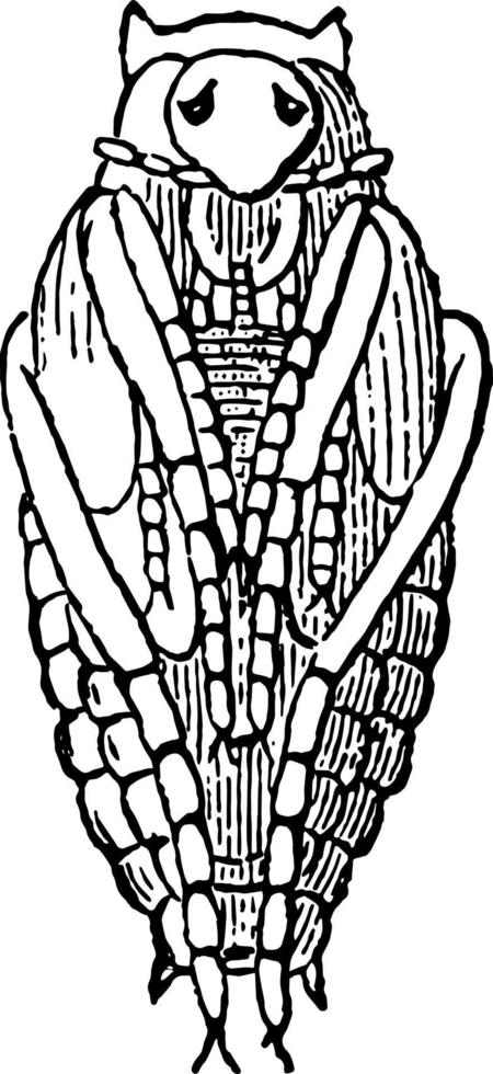 pupa di calosoma auropuntata Vintage ▾ illustrazione. vettore