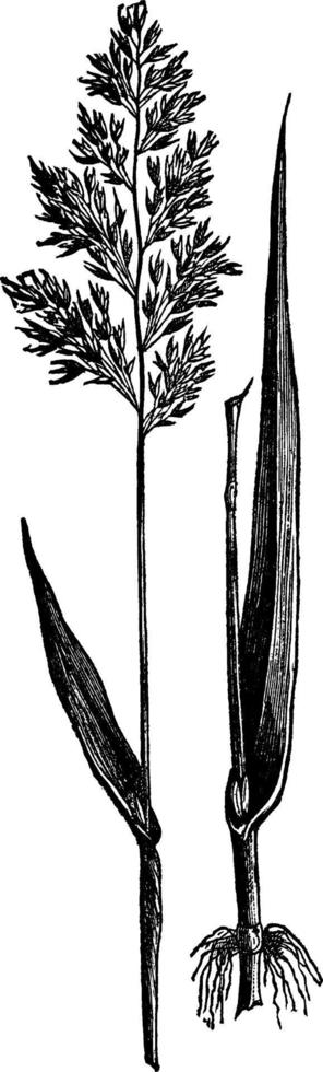 canna canarino erba Vintage ▾ illustrazione. vettore