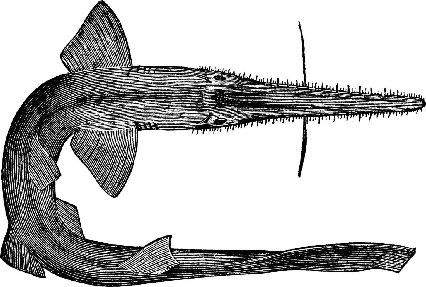 pesce spada, Vintage ▾ illustrazione. vettore