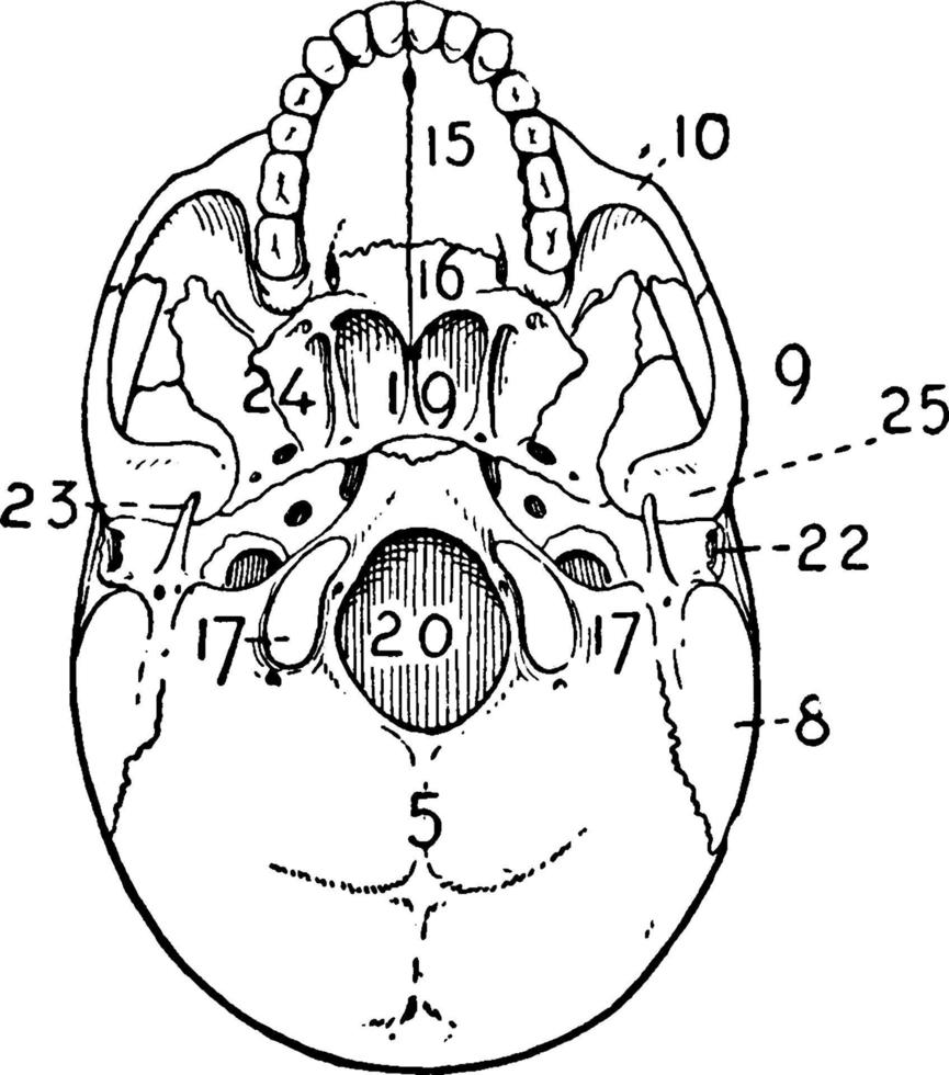 adulto cranio, Vintage ▾ illustrazione. vettore