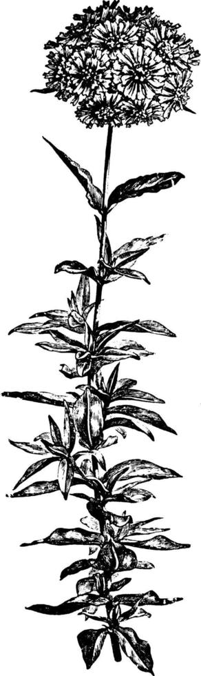fioritura ramo di lychnis calcedonio Vintage ▾ illustrazione. vettore