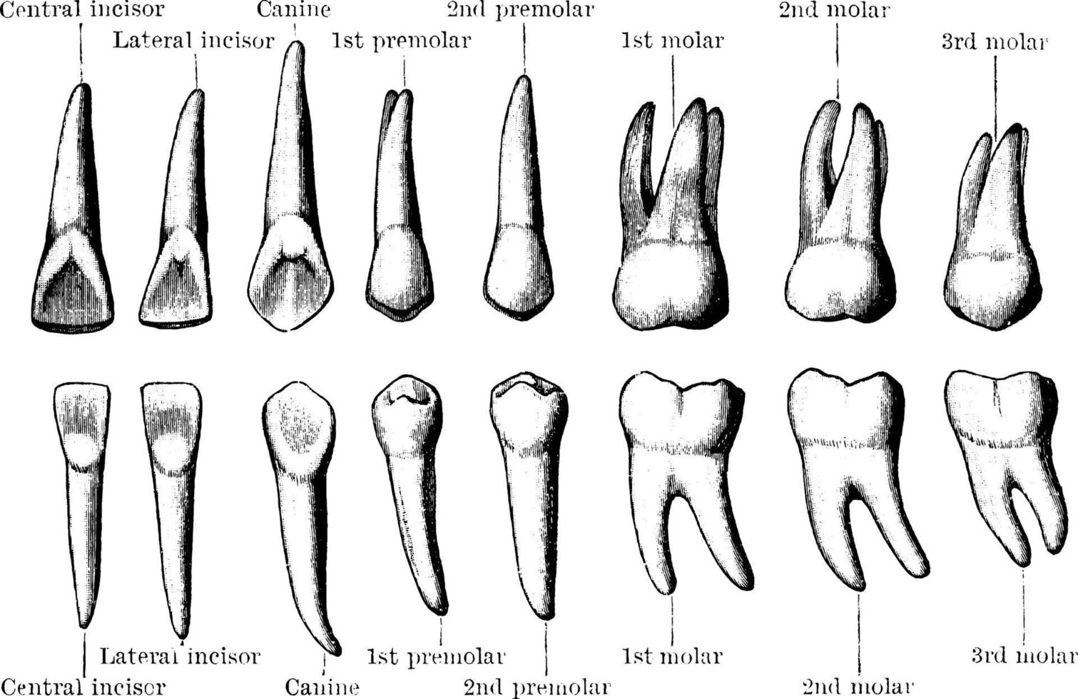 permanente denti, Vintage ▾ illustrazione. vettore