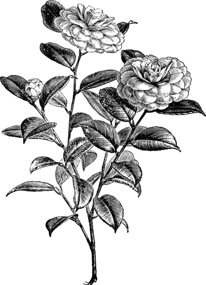 fioritura ramo di camelia japonica Vintage ▾ illustrazione. vettore