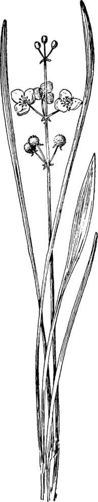 erboso punta di freccia Vintage ▾ illustrazione. vettore