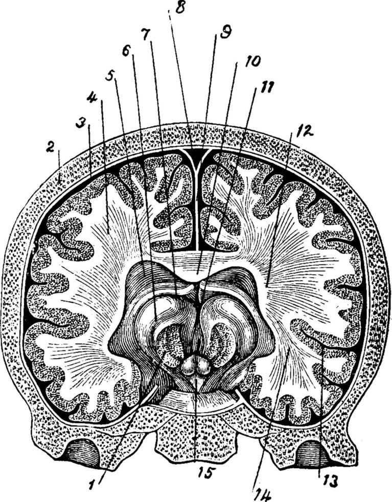 parti di cervello, Vintage ▾ illustrazione. vettore