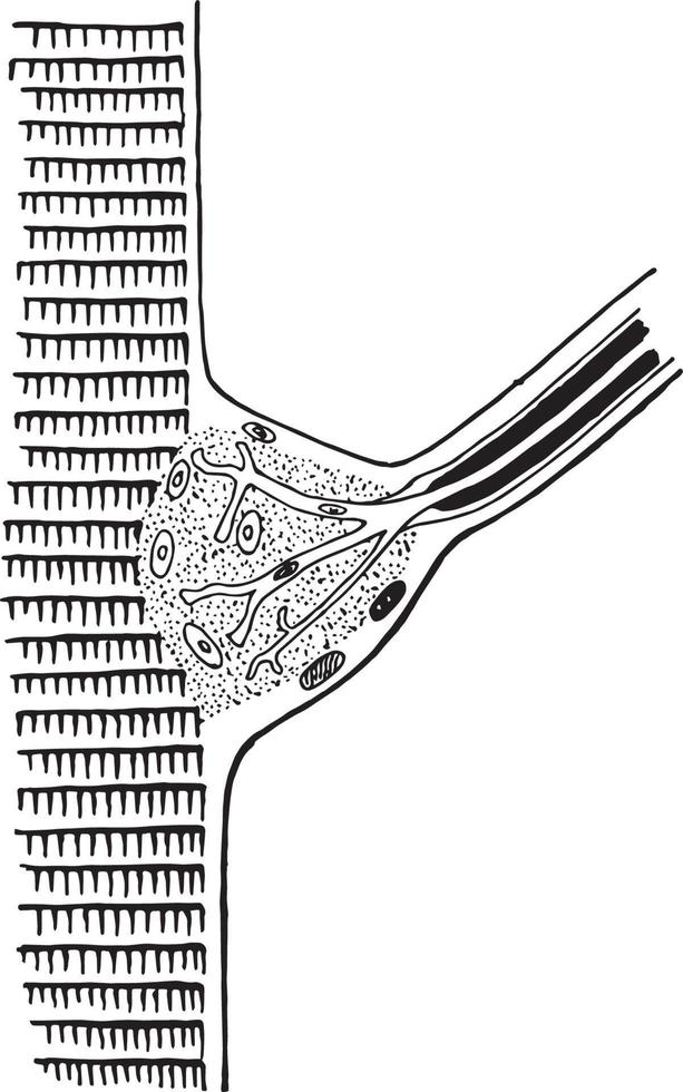 fine di un' nervo nel un' fibra di attraversare a strisce muscolo, Vintage ▾ illustrazione. vettore