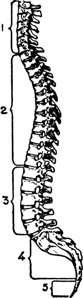 spinale colonna, Vintage ▾ illustrazione. vettore