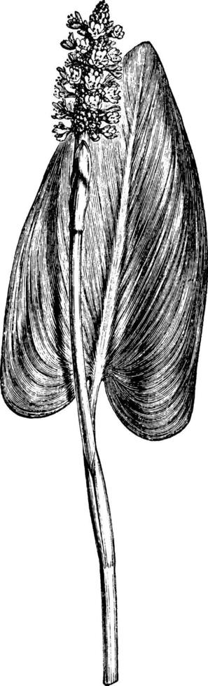 pickerelweed Vintage ▾ illustrazione. vettore