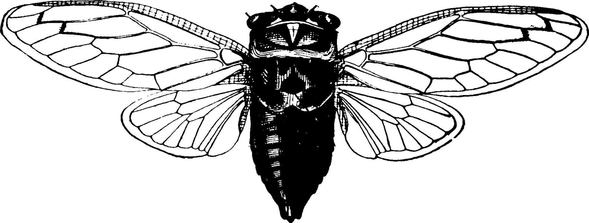 cicala, Vintage ▾ illustrazione. vettore