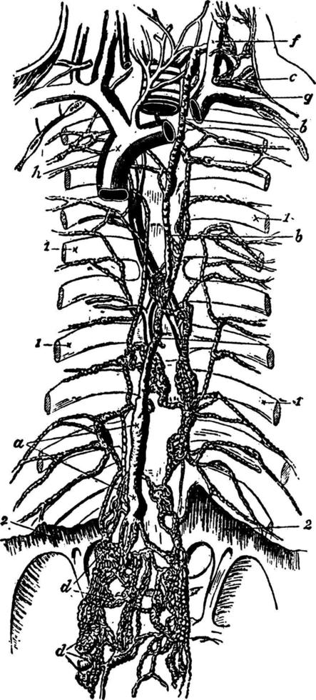 linfatici, Vintage ▾ illustrazione. vettore