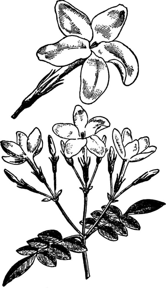 jasminum grandiflorum Vintage ▾ illustrazione. vettore