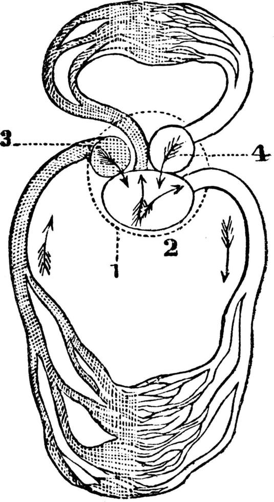 circolazione di un' rana, Vintage ▾ illustrazione. vettore