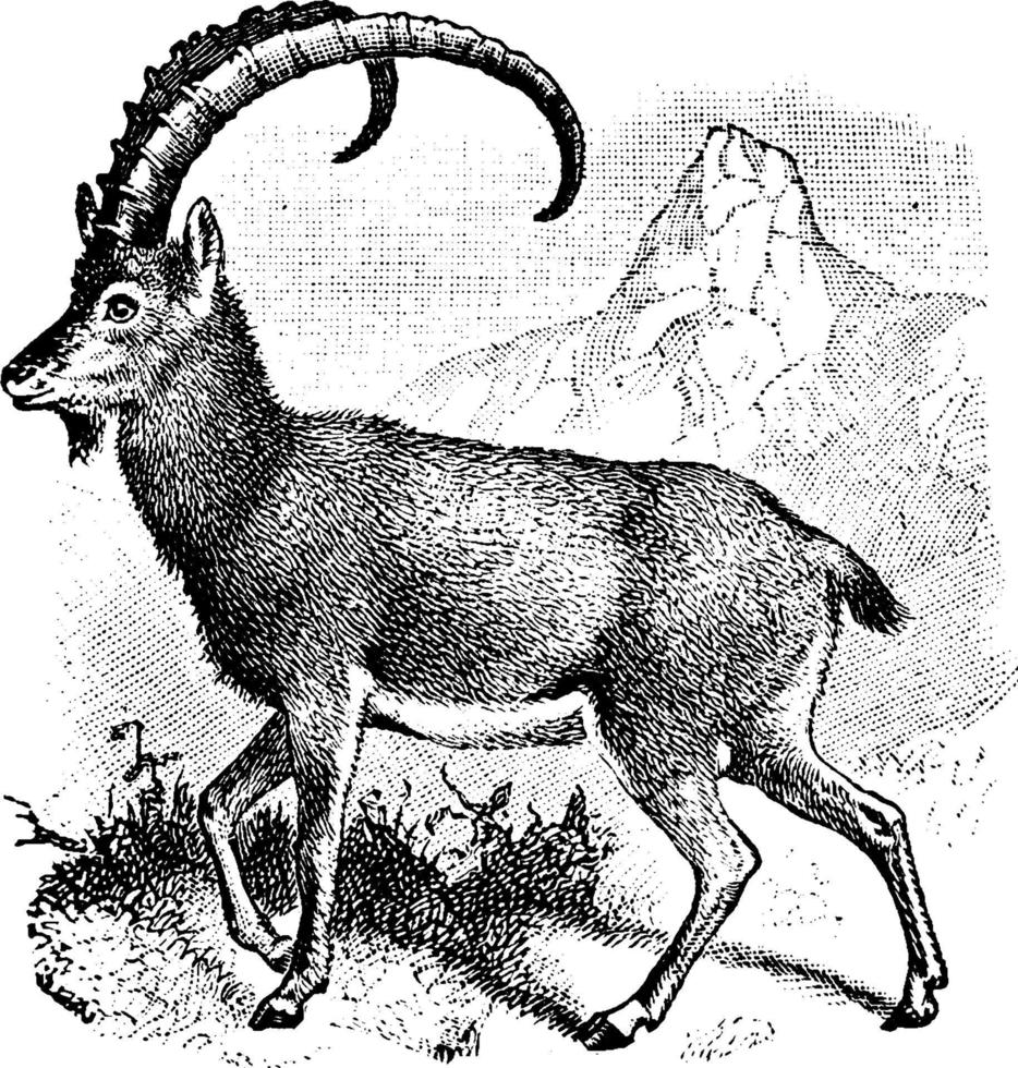 selvaggio capra, Vintage ▾ illustrazione. vettore