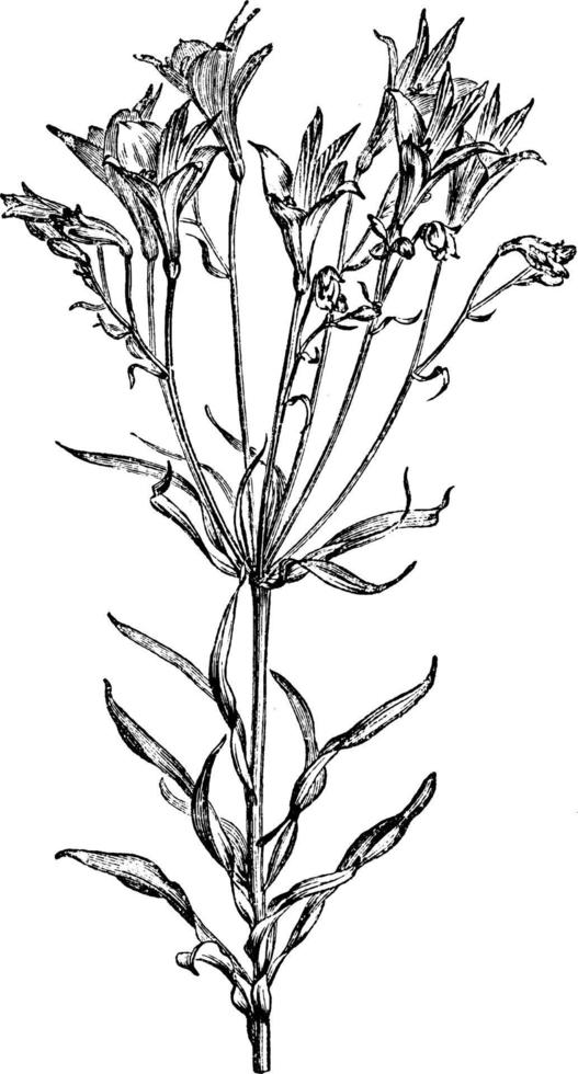 fiore di alstrmeria pelegrina Vintage ▾ illustrazione. vettore