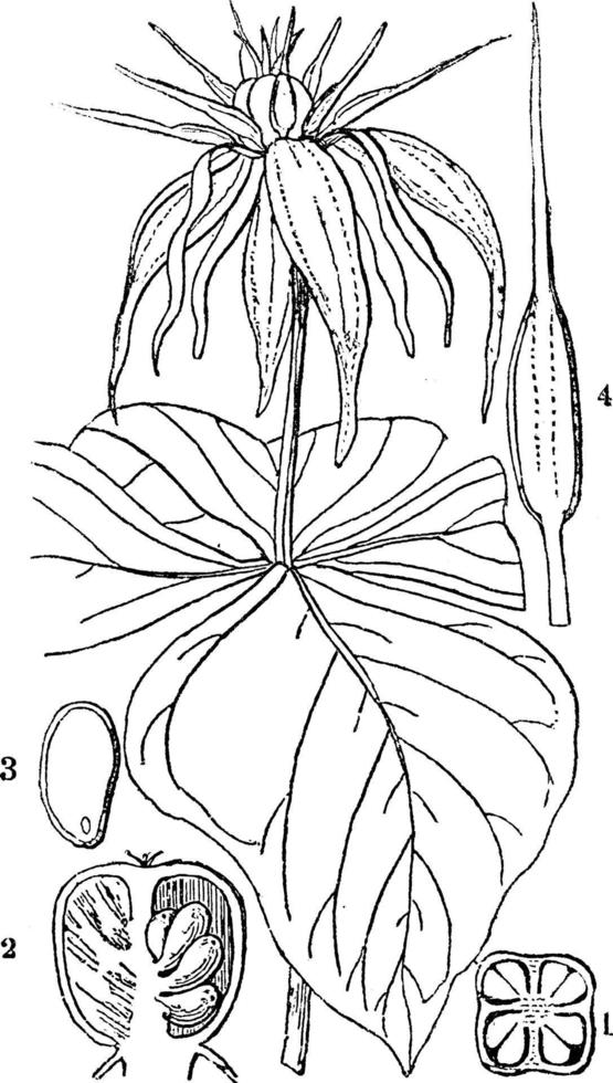 antera, botanica, erba, Parigi, ovaio, quadrifoglia, pianta, impianti, maturo, frutta, seme Vintage ▾ illustrazione. vettore