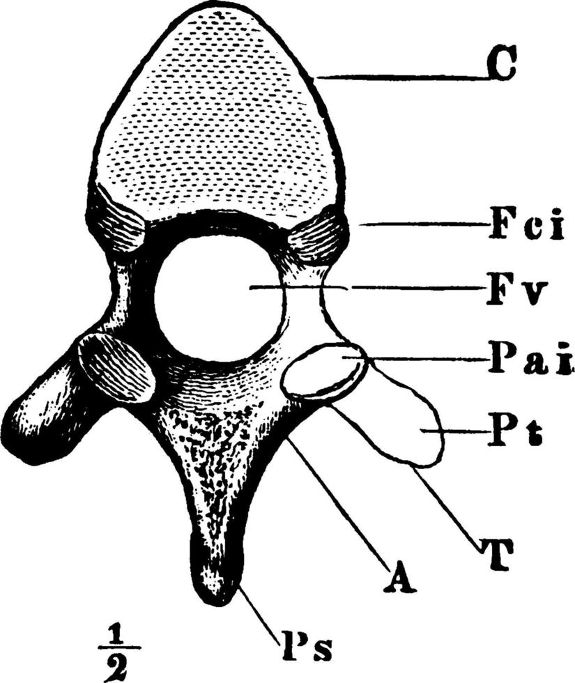 dorsale vertebra, Vintage ▾ illustrazione. vettore