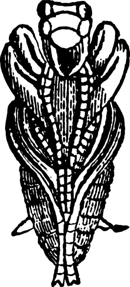 sotto lato di pupa di tigre scarafaggio Vintage ▾ illustrazione. vettore