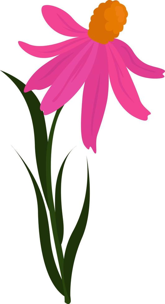 rosa echinacea, illustrazione, vettore su bianca sfondo.
