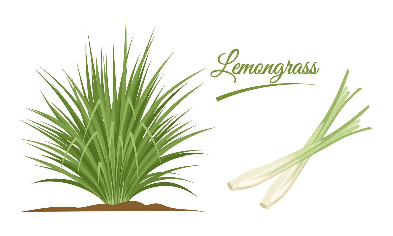 vettore illustrazione, citronella grumo o cymbopogon, e citronella steli, isolato su un' bianca sfondo.