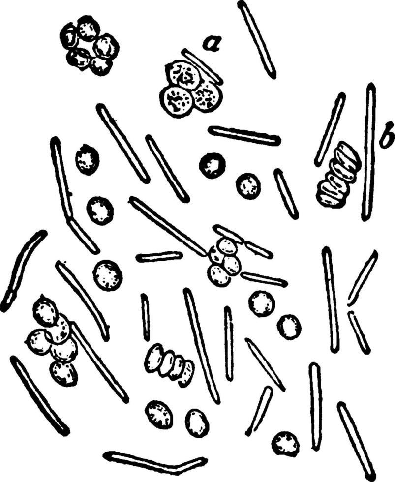 bacillo antracide, Vintage ▾ illustrazione. vettore