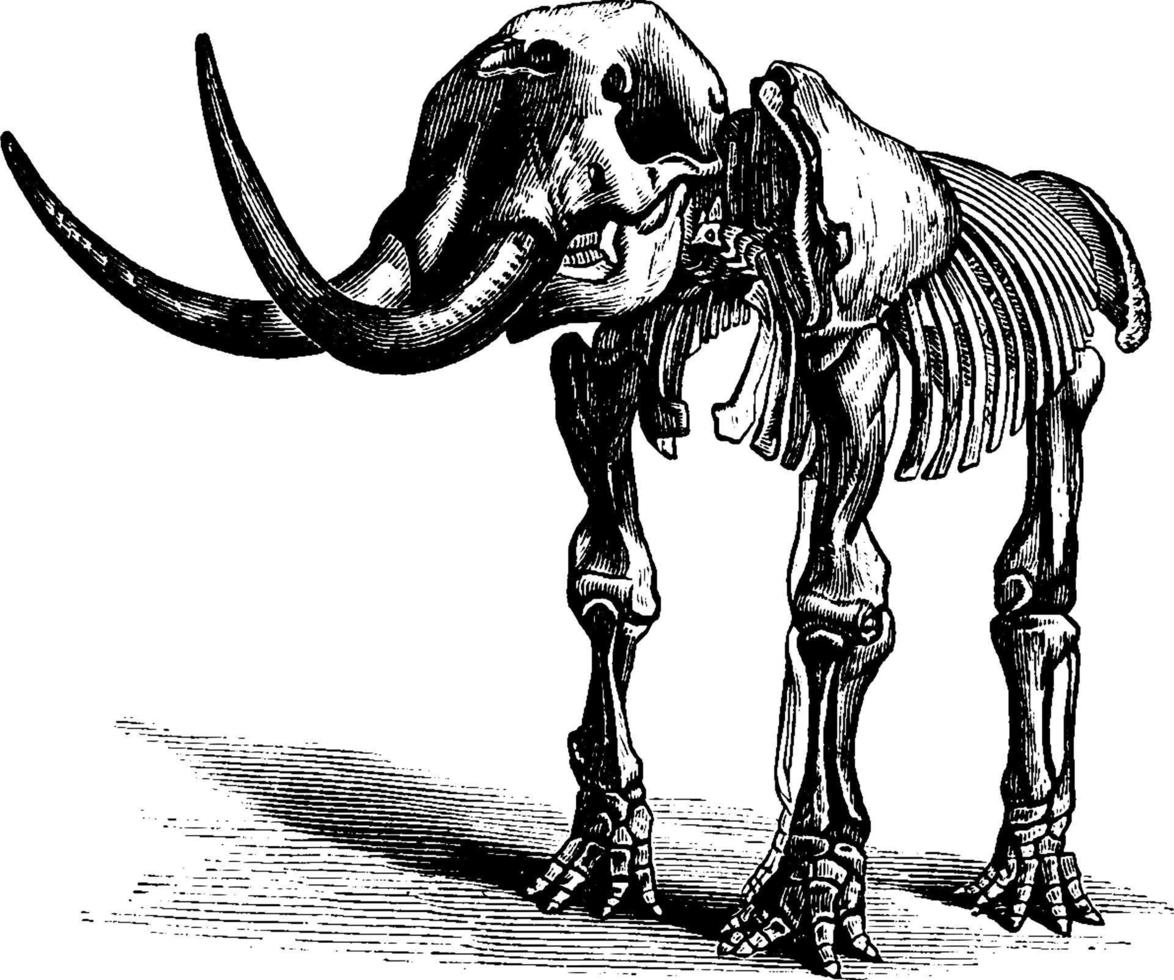 mastodonte, Vintage ▾ illustrazione. vettore