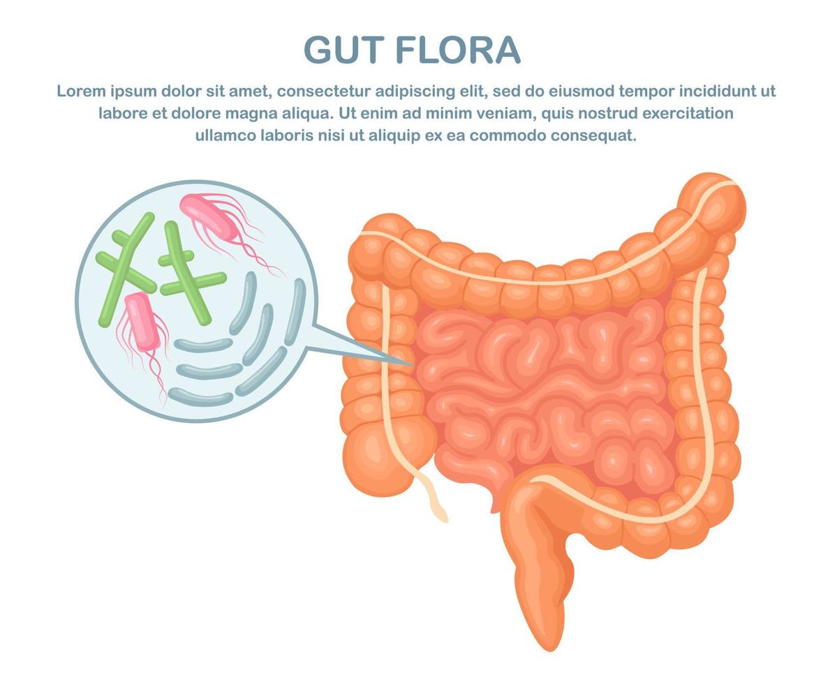 intestini, budella flora su bianca sfondo. digestivo tratto con batteri, virus. colon, intestino vettore