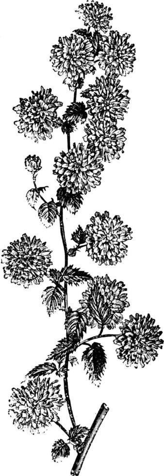 fioritura branchlet di kerria japonica flore-pleno Vintage ▾ illustrazione. vettore