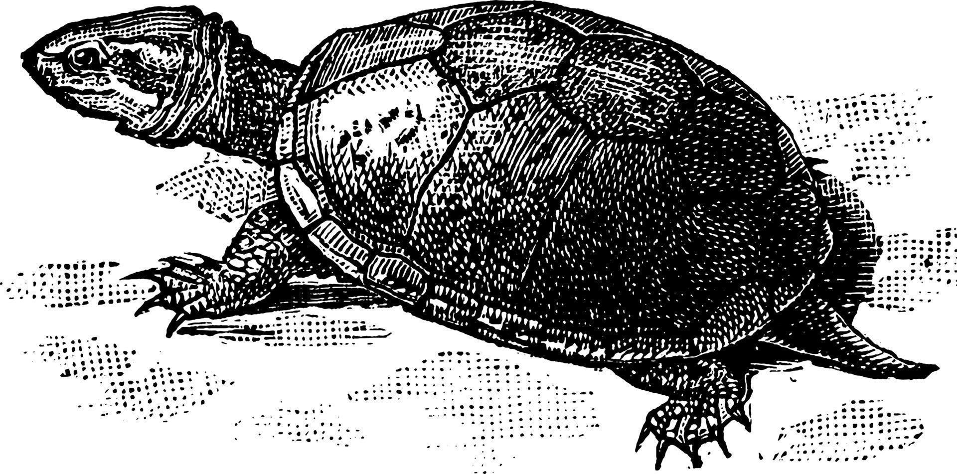 tartaruga, Vintage ▾ illustrazione vettore