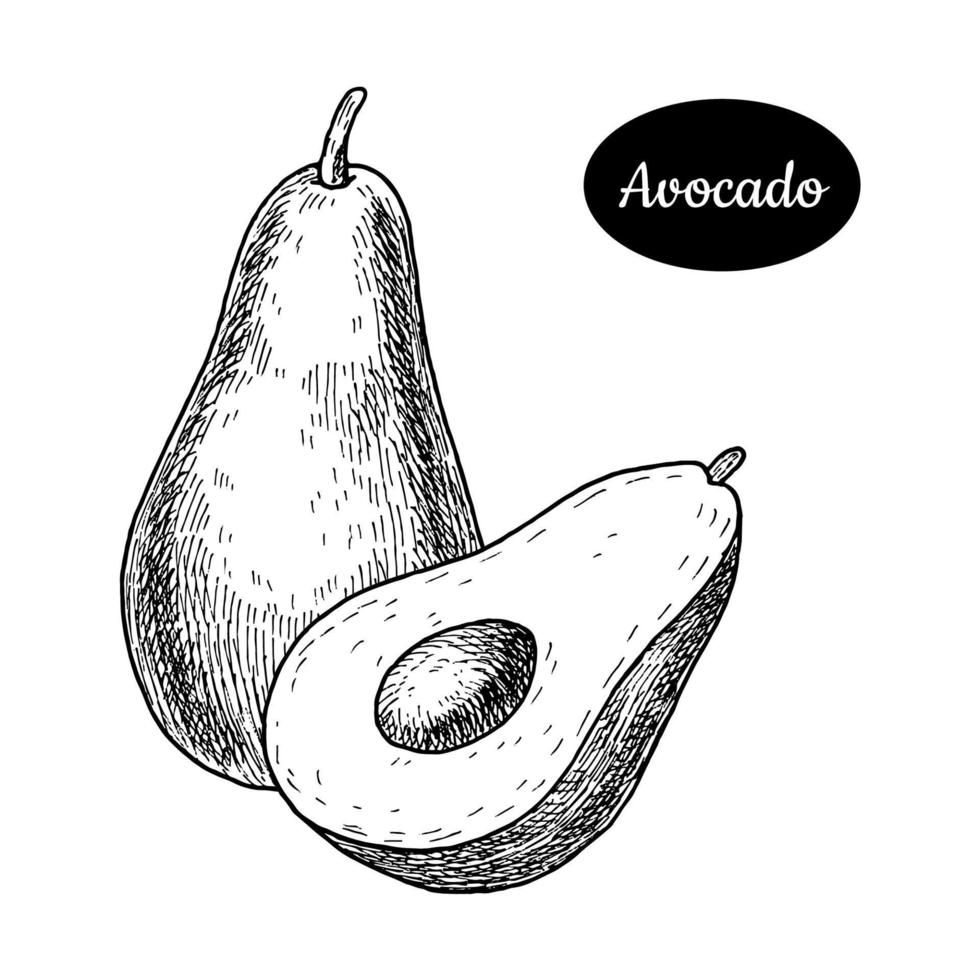 fresco avocado. mano disegnato schizzo stile tropicale estate frutta vettore illustrazione. isolato disegno su bianca sfondo. vitamina e salutare frutta eco cibo.