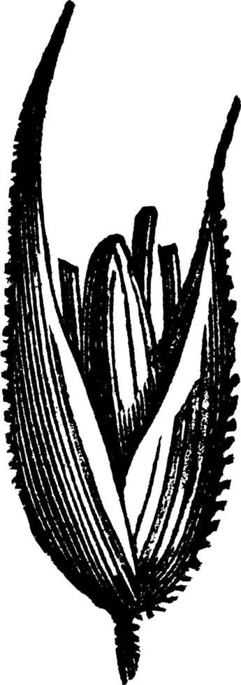 canna canarino erba Vintage ▾ illustrazione. vettore