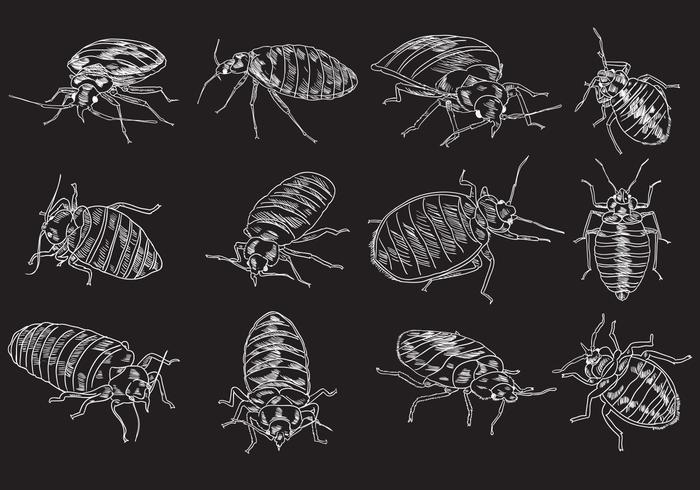 Insieme dell'illustrazione dell'insetto di letto vettore
