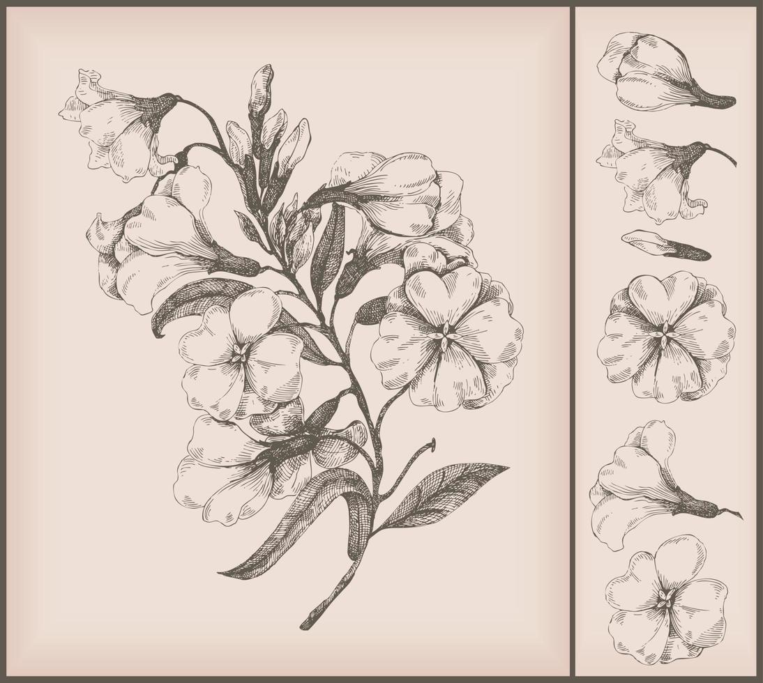 Vintage ▾ fiori disegno vettore