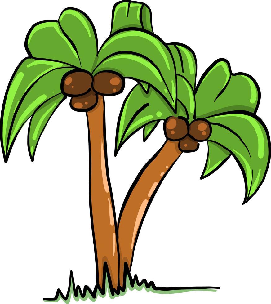 Due palma alberi , illustrazione, vettore su bianca sfondo