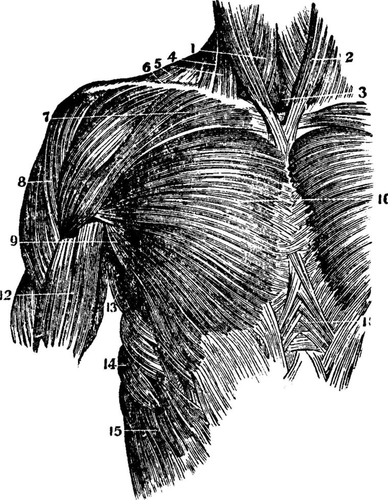 muscoli di il superiore tronco, Vintage ▾ illustrazione. vettore