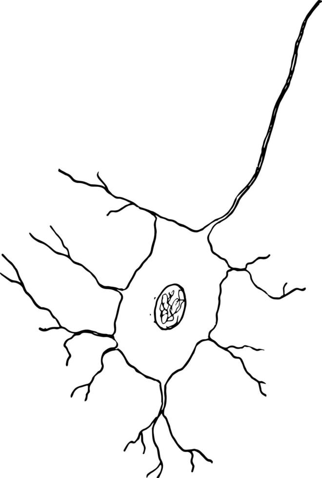 nervo cellula, Vintage ▾ illustrazione vettore