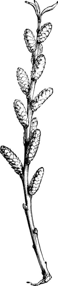 fioritura ramo di myrica burrasca Vintage ▾ illustrazione. vettore