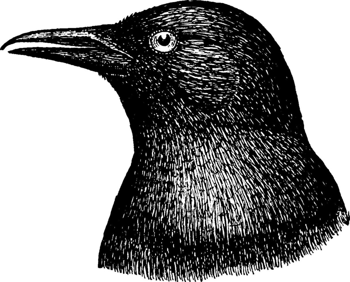 corvo, Vintage ▾ illustrazione. vettore