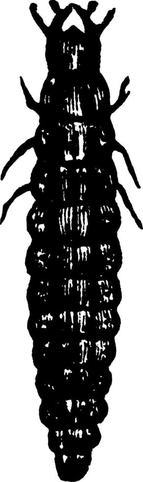 soldato scarafaggio, Vintage ▾ illustrazione. vettore