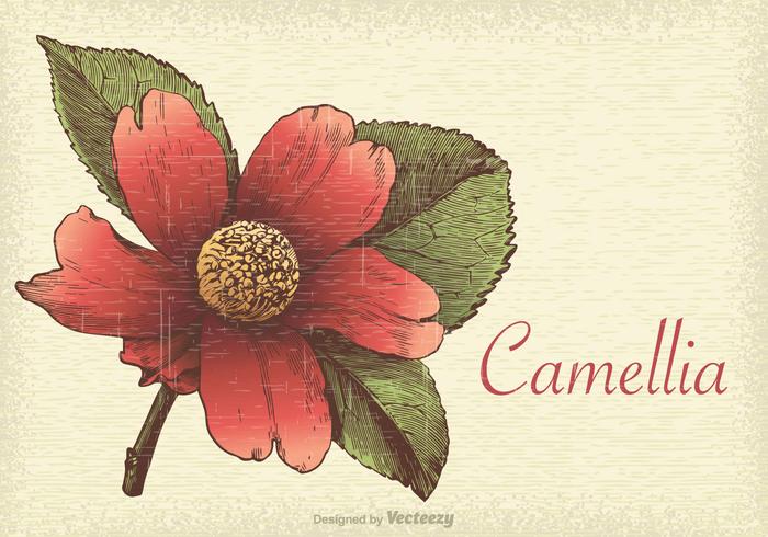 Retro illustrazione vettoriale Camellia gratis
