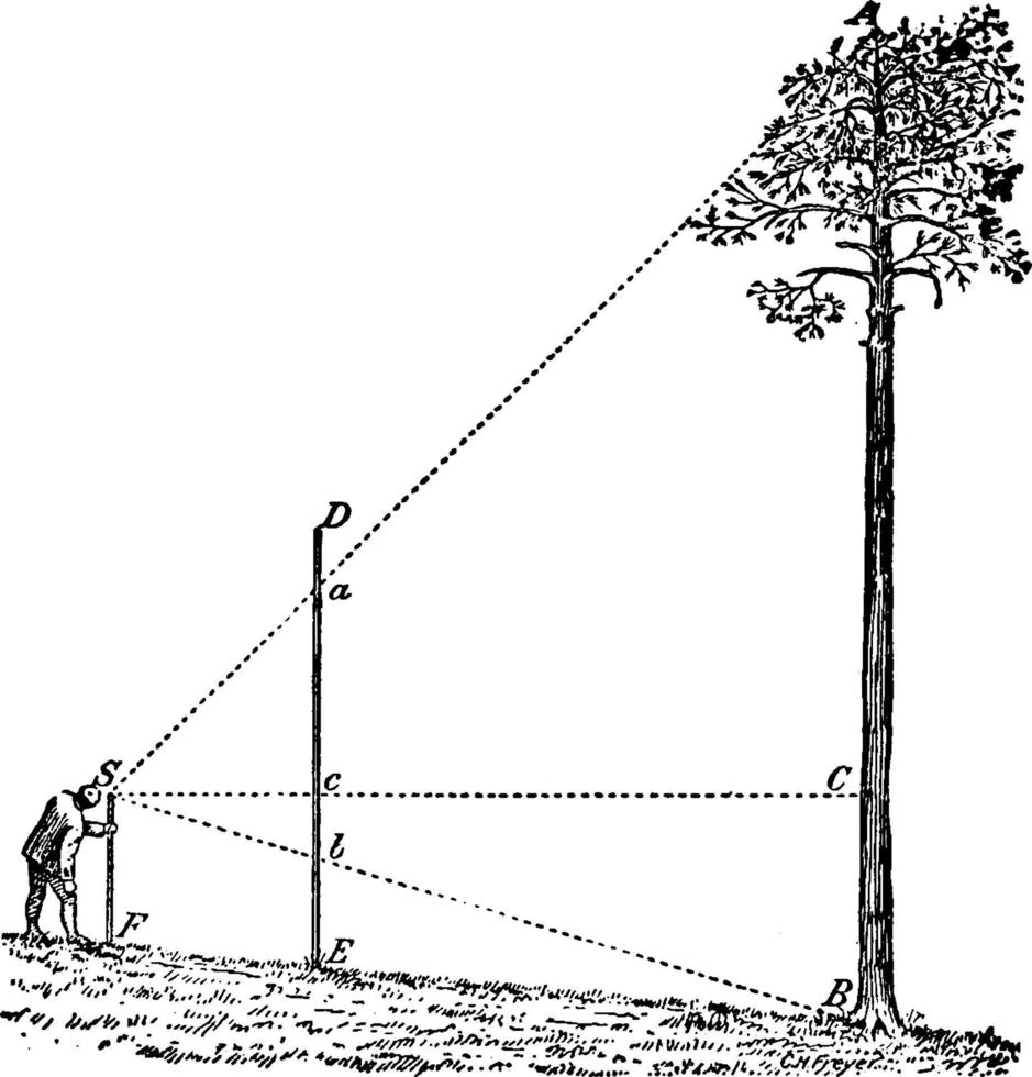 persona misurazione altezza di il albero, Vintage ▾ illustrazione. vettore