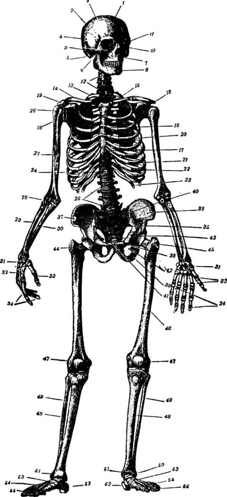 scheletro, Vintage ▾ illustrazione. vettore