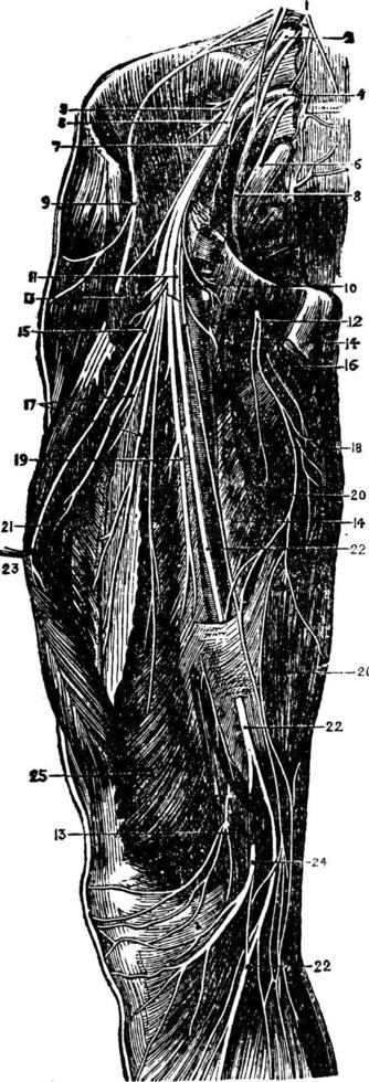 nervi di il coscia, Vintage ▾ illustrazione. vettore