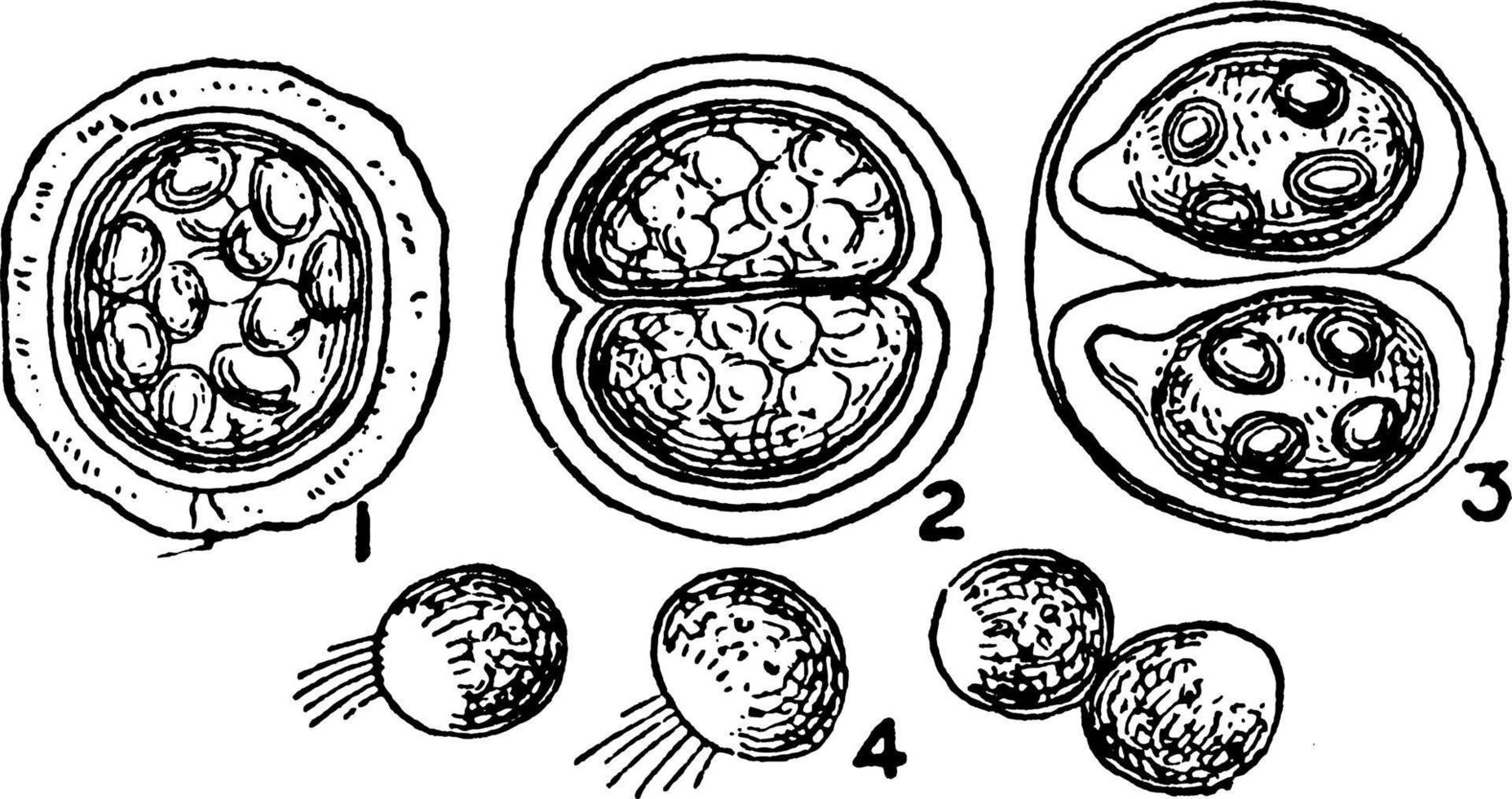 protococco, Vintage ▾ illustrazione vettore