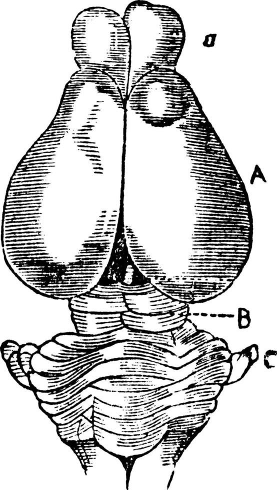 opossum cervello, Vintage ▾ illustrazione. vettore